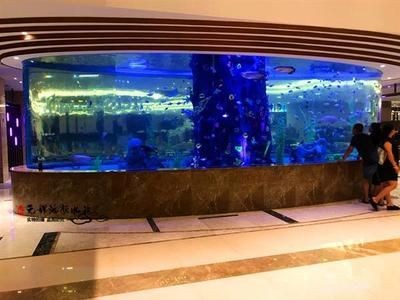 大型的魚(yú)缸：大型魚(yú)缸的選購(gòu)指南