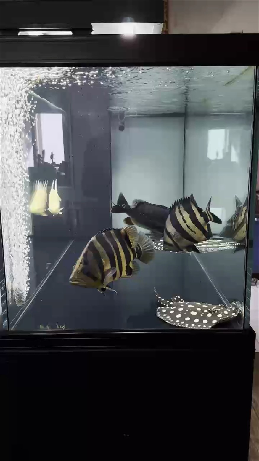 周末喝茶賞魚