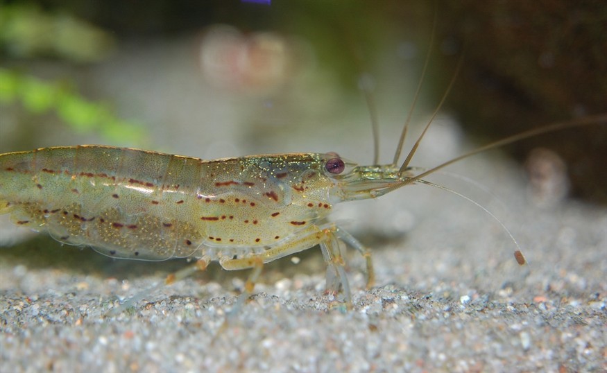 老虎魚的功效與作用，虎魚燉湯給小孩子喝