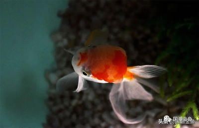 北方適合養什么魚合適放魚缸：北方適合養什么魚？