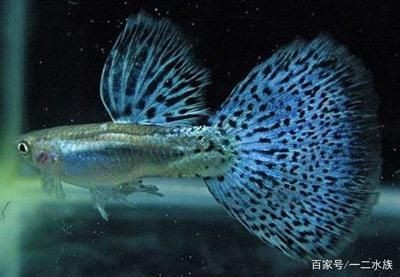 北方適合養什么魚合適放魚缸：北方適合養什么魚？