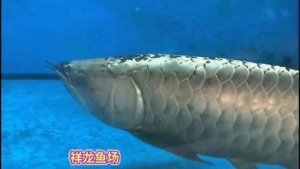 龍魚的溫度一般要開幾度的燈光
