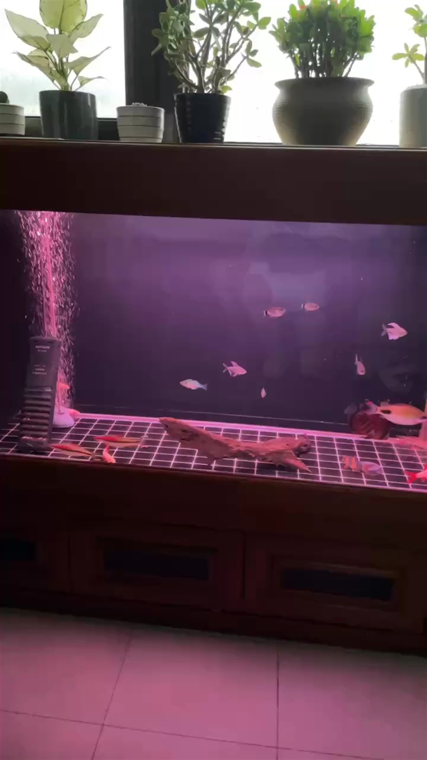加幾條小燈魚(yú)。