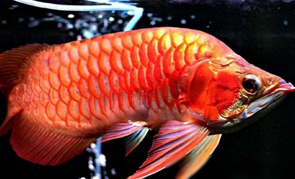 印尼紅龍魚場有哪些品種魚：印尼紅龍魚場養殖的紅龍魚品種豐富，但不限于以下幾種名稱
