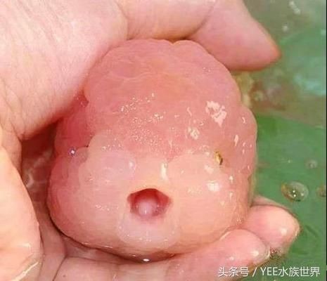 紅龍魚尾巴分叉腐爛