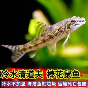 土霉素治療蒙眼病有哪些注意事項，使用土霉素治療蒙眼病時的注意事項：**適應癥