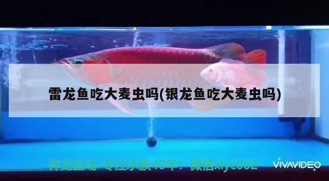 雷龍魚吃大麥蟲嗎(銀龍魚吃大麥蟲嗎)