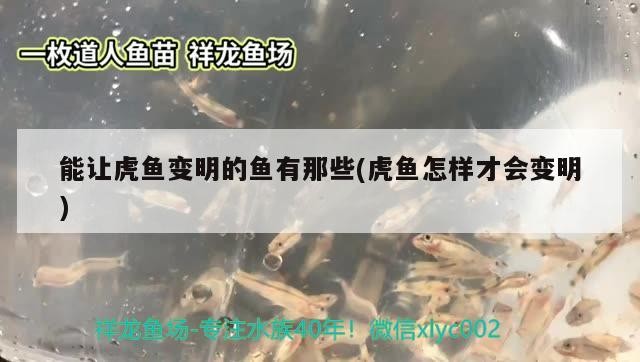 能讓虎魚變明的魚有那些(虎魚怎樣才會變明) 能讓虎魚變明的魚有那些(虎魚怎樣才會變明) 虎魚百科