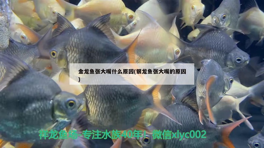 金龍魚張大嘴什么原因(銀龍魚張大嘴的原因)