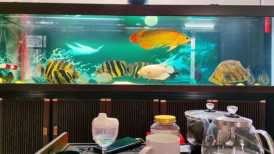 三紋比泰還要明