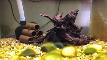 便宜的魚缸造景好嗎視頻：如何進行魚缸造景