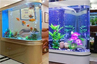 大魚缸金魚：大魚缸金魚的飼養方法及注意事項