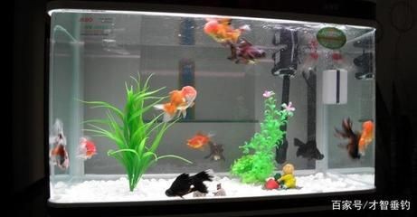 大魚缸金魚：大魚缸金魚的飼養方法及注意事項