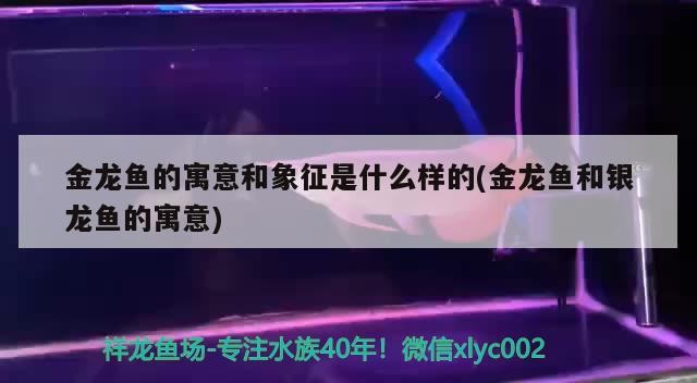 金龍魚的寓意和象征是什么樣的(金龍魚和銀龍魚的寓意)
