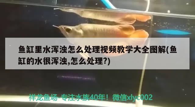 龍魚與虎魚混養有什么意義嗎龍魚與虎魚混養有什么意義嗎（龍魚與虎魚混養有什么意義嗎）