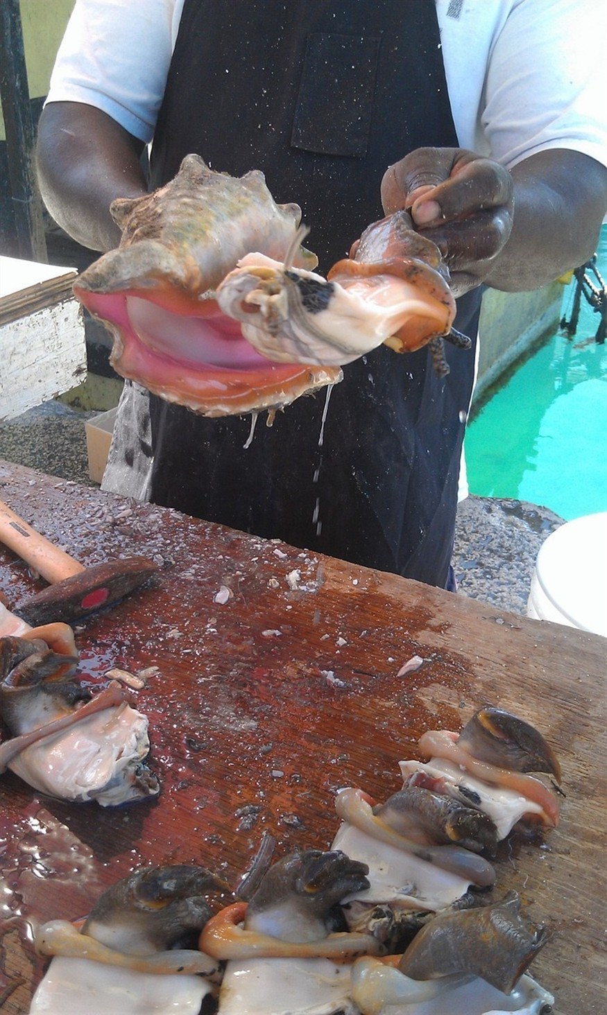老虎魚海鮮（海鮮虎魚圖片及價格）
