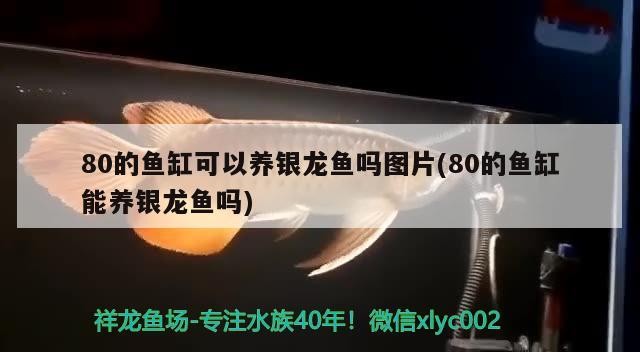 80的魚缸可以養(yǎng)銀龍魚嗎圖片(80的魚缸能養(yǎng)銀龍魚嗎)