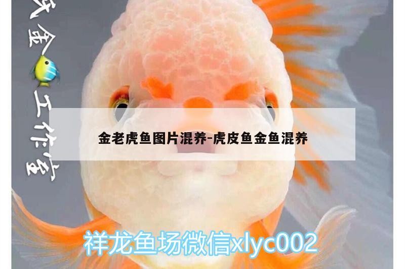 馬印水族官網有在線客服嗎？，馬印水族在線客服服務探詢 馬印水族官網有在線客服嗎？，馬印水族在線客服服務探詢 龍魚百科 第2張