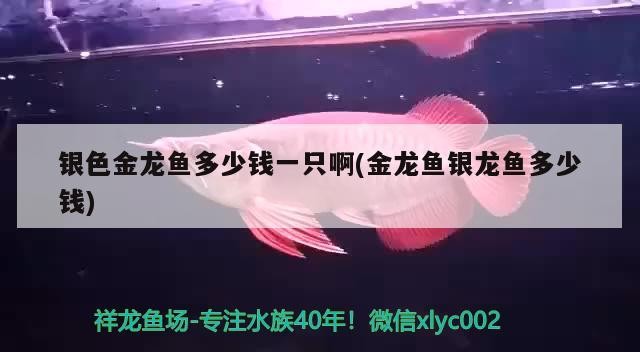 銀色金龍魚多少錢一只啊(金龍魚銀龍魚多少錢)