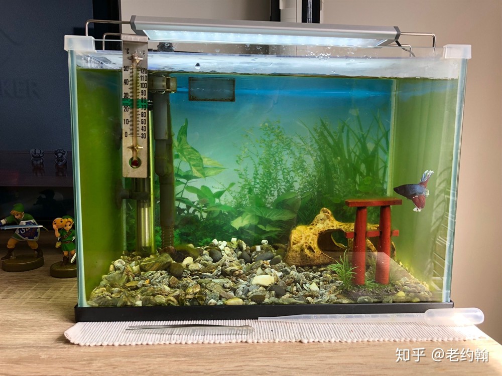 斗魚缸需要過濾嗎：斗魚水質管理的技巧