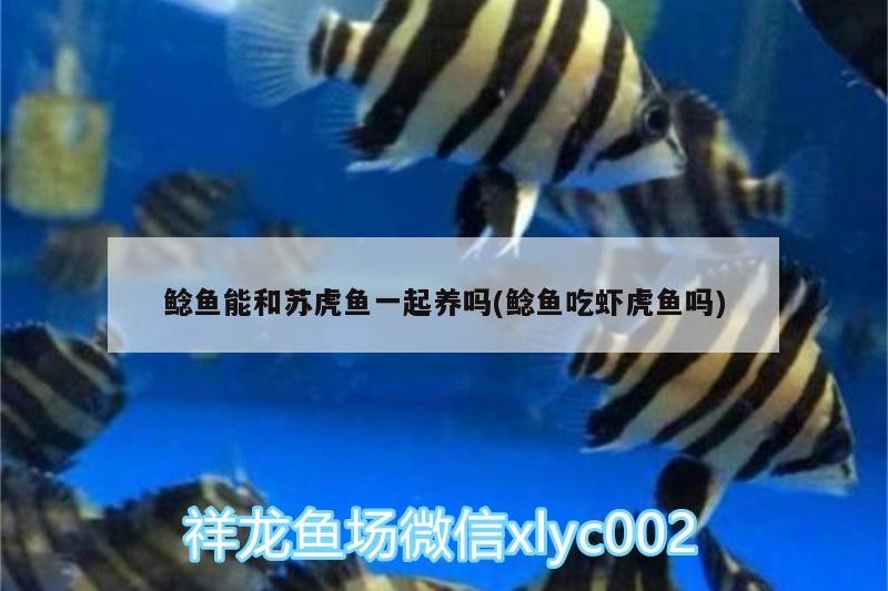 鯰魚能和蘇虎魚一起養嗎(鯰魚吃蝦虎魚嗎)