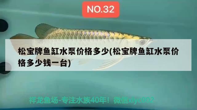 紅龍魚多久能長到40公分大的（紅龍魚多久能長到40公分大的魚）