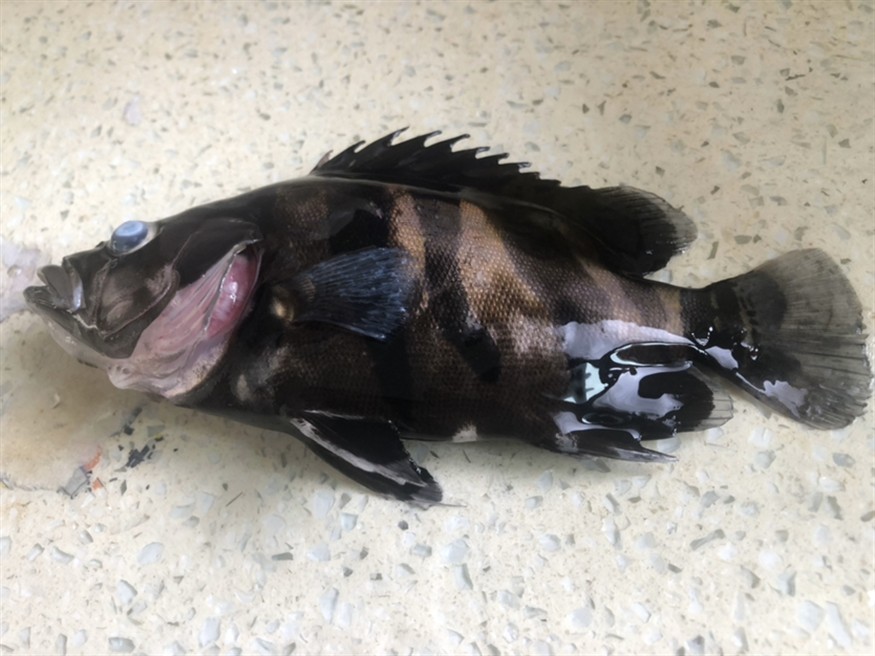 虎魚為什么會暴斃呢？