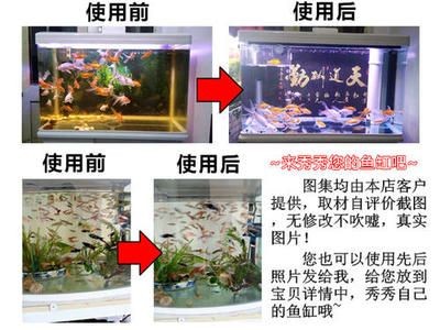 1.2米魚缸養幾條大型魚好：1.2米的魚缸養幾條大型魚合適
