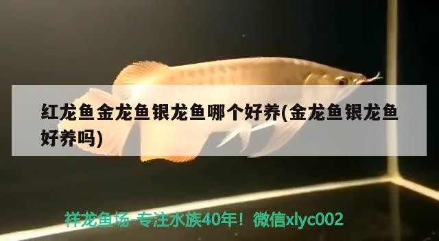 紅龍魚金龍魚銀龍魚哪個好養(金龍魚銀龍魚好養嗎)