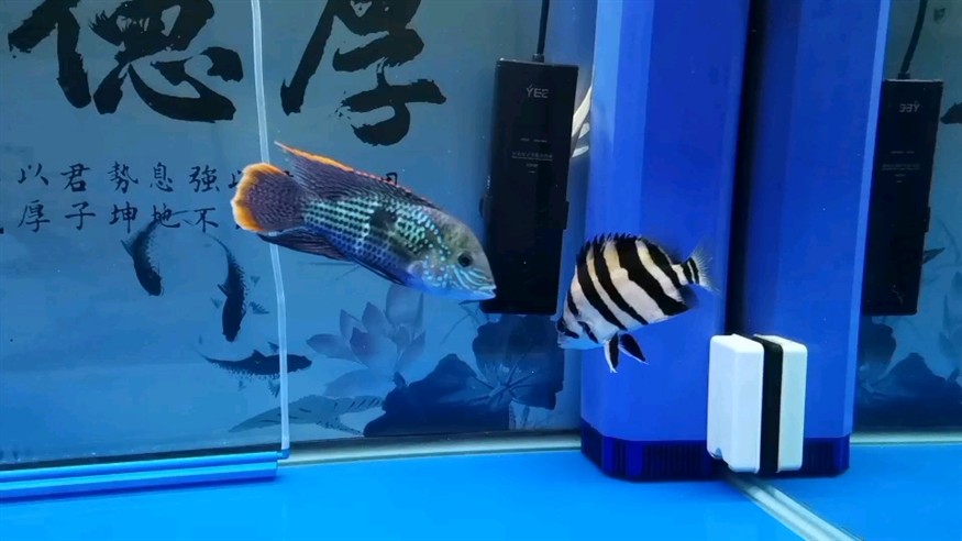 有一條新的黃黑虎魚