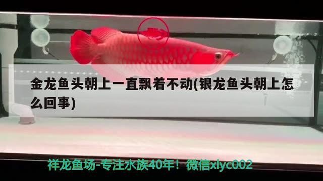 金龍魚頭朝上一直飄著不動(銀龍魚頭朝上怎么回事)