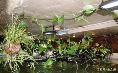 大魚缸怎么放石頭：魚缸中放石頭的注意事項