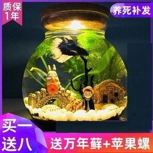 斗魚缸如何造景：斗魚缸造景步驟和注意事項