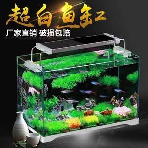 紅龍魚苗價格多少錢一條啊視頻（紅龍魚苗價格多少錢一條啊視頻講解）