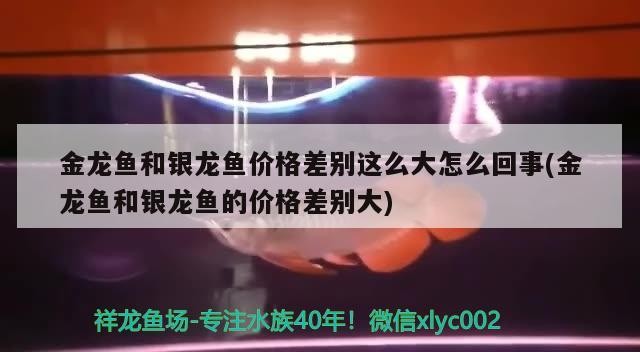 金龍魚和銀龍魚價(jià)格差別這么大怎么回事(金龍魚和銀龍魚的價(jià)格差別大)