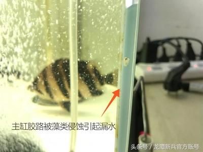 玻璃膠魚缸能用幾年時(shí)間更換：如何正確使用魚缸玻璃膠？