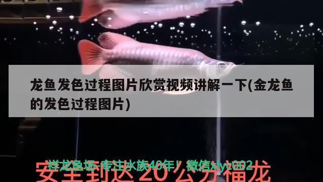 龍魚發色過程圖片欣賞視頻講解一下(金龍魚的發色過程圖片)