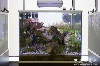 定做的魚缸和買的魚缸有什么不同：定做的魚缸和買的魚缸各有優缺點