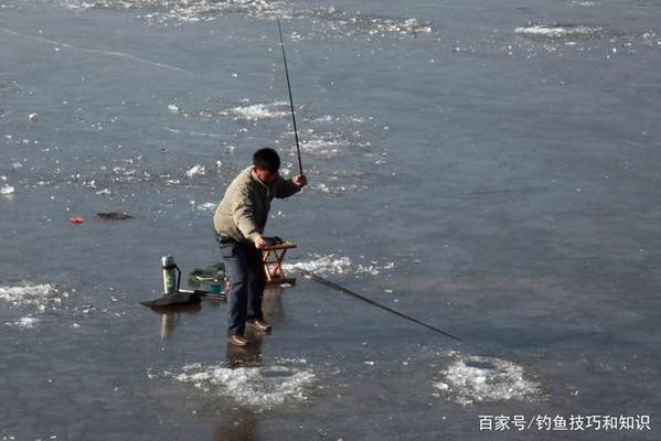 紅龍魚能養(yǎng)多大的魚（紅龍魚能養(yǎng)多大的魚缸）