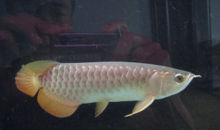 紅龍魚用什么燈發色好講解視頻大全教程圖片（紅龍魚用什么燈發色好講解視頻大全教程圖片）