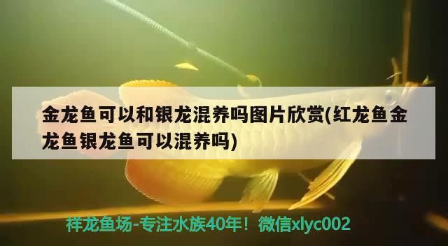 金龍魚可以和銀龍混養嗎圖片欣賞(紅龍魚金龍魚銀龍魚可以混養嗎)