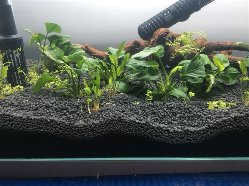 初學者開缸一個月來的變化慢慢在學習