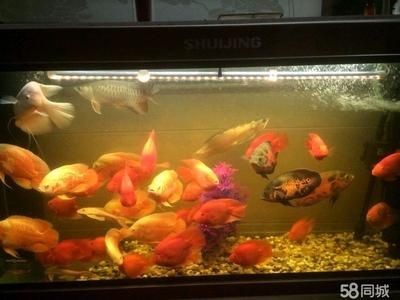 八百的魚缸能養幾條魚：800cm長的魚缸能養多少條魚取決于多種因素