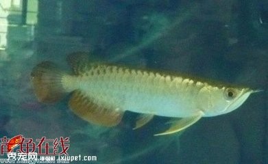 紅龍魚用白燈的好處和壞處（紅龍魚用白燈的好處和壞處有哪些）