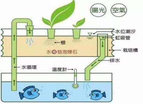 不用電的魚缸水循環(huán)怎么做過濾 魚缸百科 第2張 不用電的魚缸水循環(huán)怎么做過濾 不用電的魚缸水循環(huán)怎么做過濾 魚缸百科 第2張