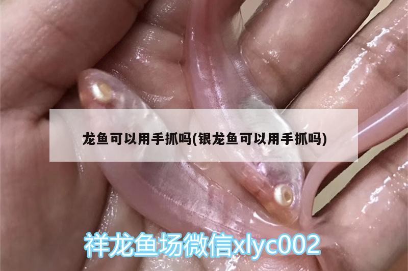 龍魚(yú)可以用手抓嗎(銀龍魚(yú)可以用手抓嗎)