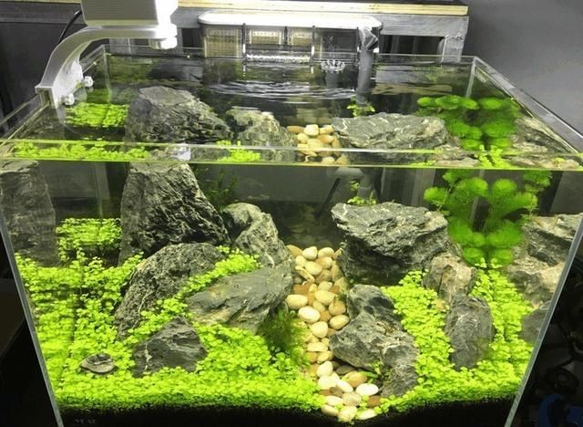 不用水草的魚缸造景方法