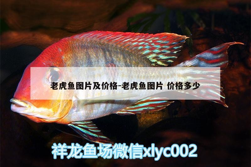 老虎魚圖片及價格:老虎魚圖片價格多少
