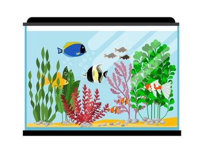 大魚缸金魚養幾條好：關于金魚養護的幾個問題