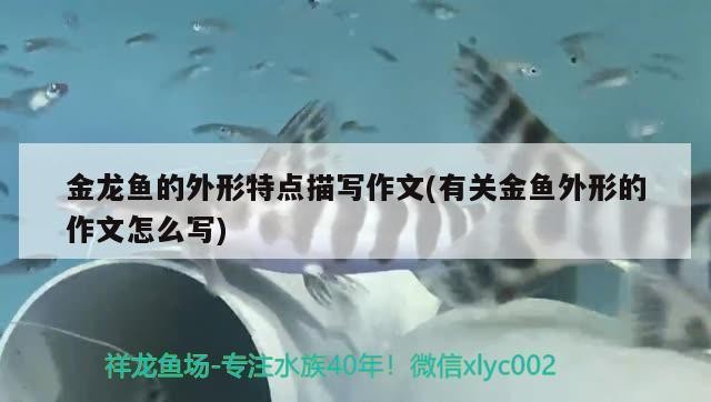 紅龍魚怎么養好看又好養（紅龍魚怎么養好看又好養視頻）